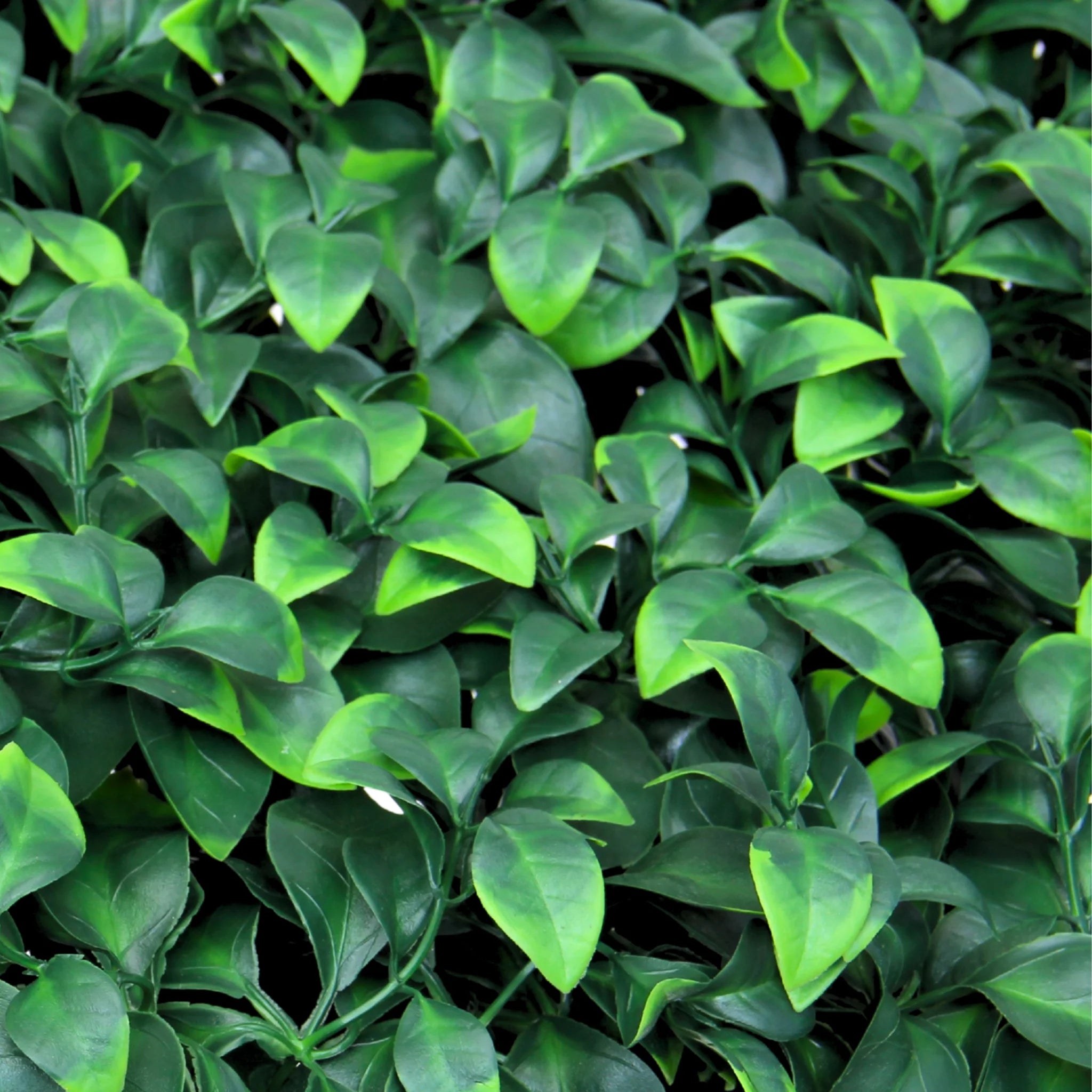 green ficus leaves displayed on a decorative expandable trellis
