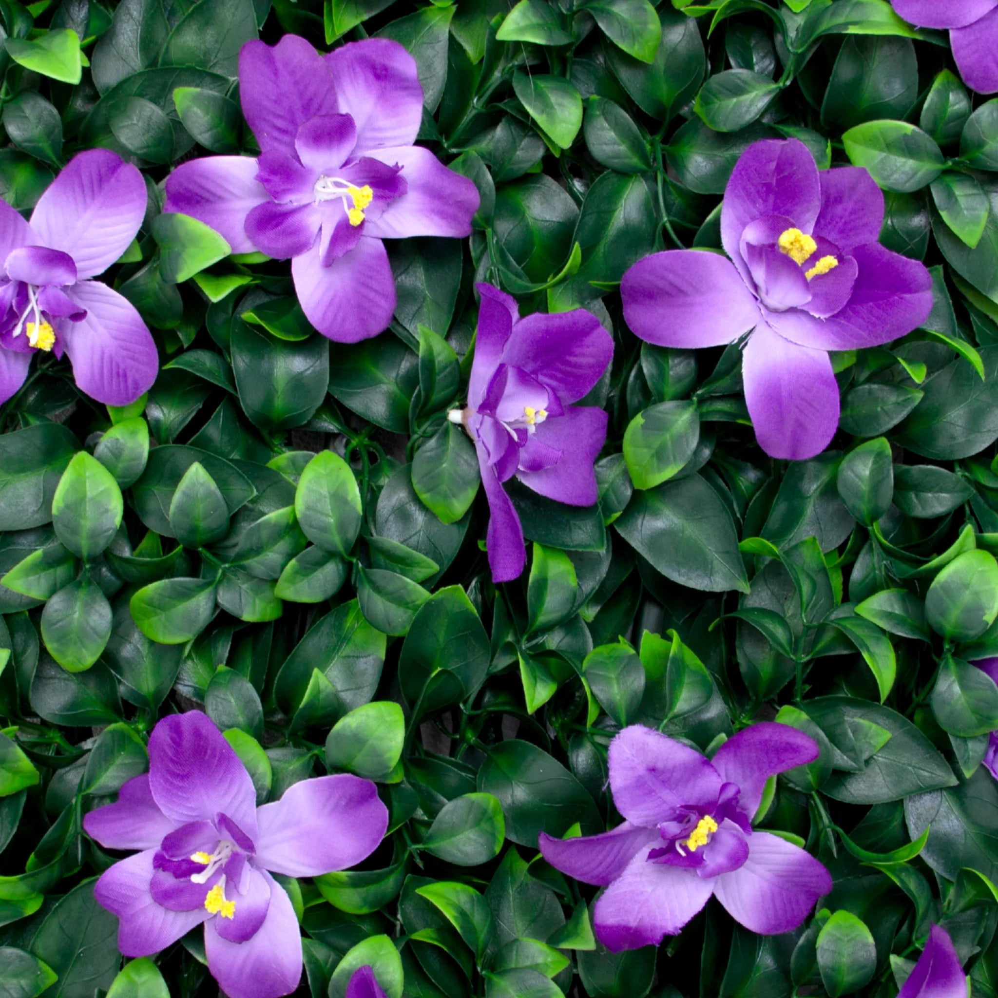 purple flower ficus leaves displayed on a decorative trellis