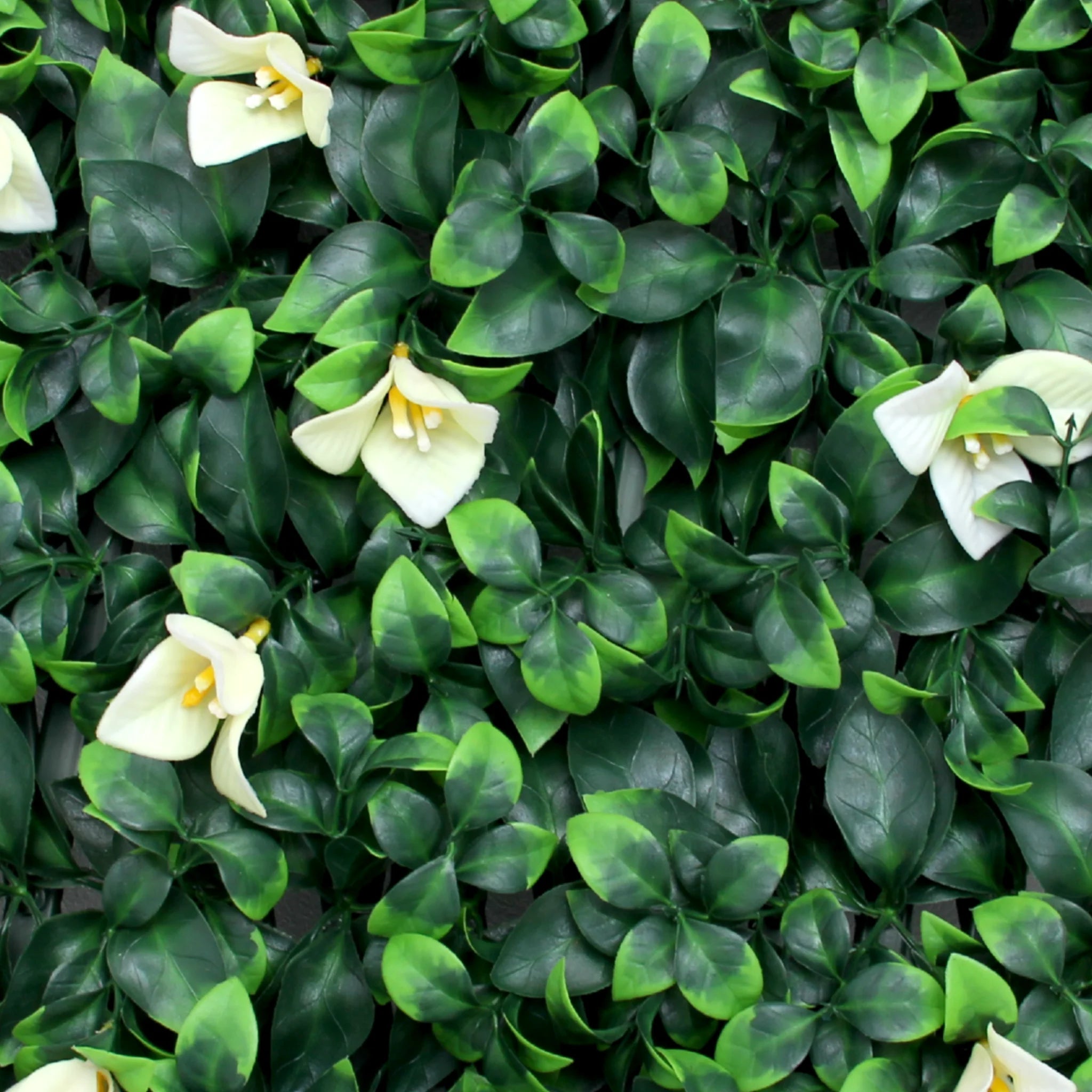 white flower ficus leaves displayed on a decorative trellis