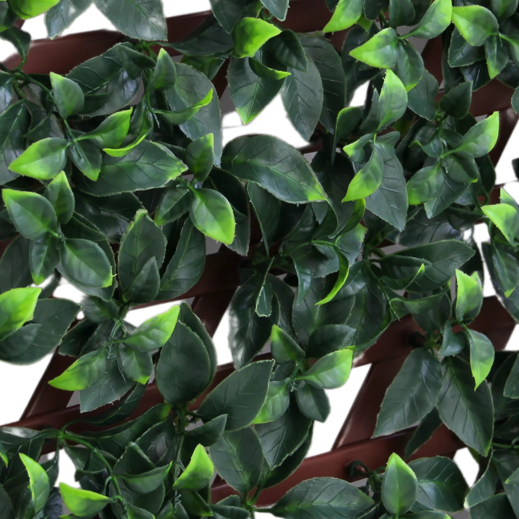 vibrant green ficus foliage decorative trellis display