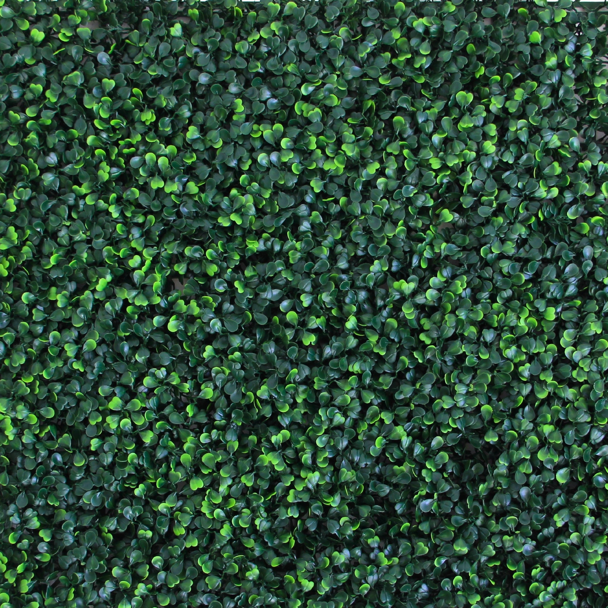 Close-up view of dense, vibrant green wall panel foliage